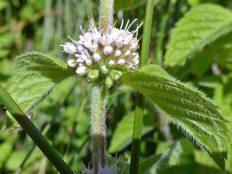 Photographs Of Mentha Arvensis Uk Wildflowers Flower Cluster