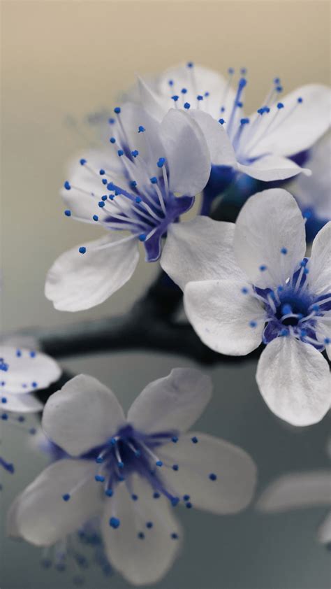 Pretty Flower Wallpaper For Iphone