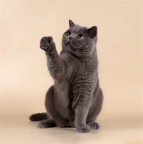 14 Pros And Cons Of British Shorthairs Petpress