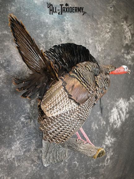 Eastern Turkey Gobbling On Limb Taxidermy Mount Sku 2277 All Taxidermy