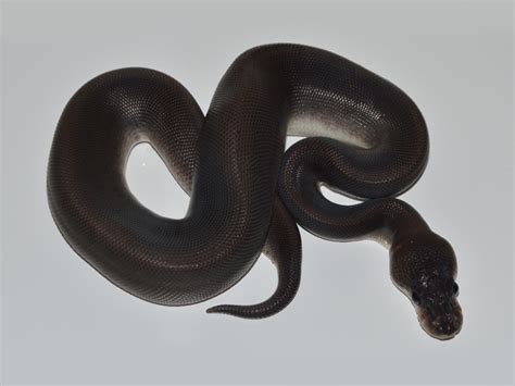 Black Pastel Cinnamon Morph List World Of Ball Pythons