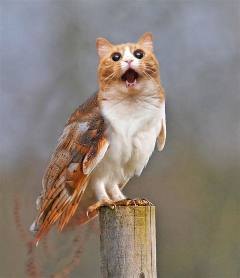 Most of the prey they eat are active at night, so squirrels and chipmunks are relatively safe from barn owls. Celebrate This Caturday With MEOWLS! - Cats vs Cancer