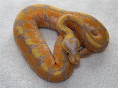 Banana Orange Dream Morph List World Of Ball Pythons Ball Python