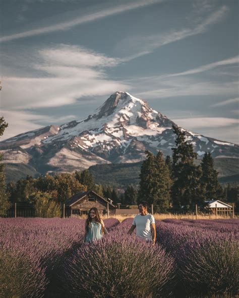 Prettiest Lavender Field In Oregon ♡ Postcards From Tina Oregon