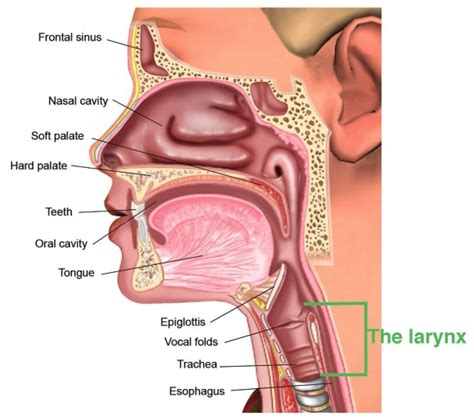 Human Throat Anatomy Pictures Inside The Throat Of Human Anatomy And Physiology Throat Anatomy