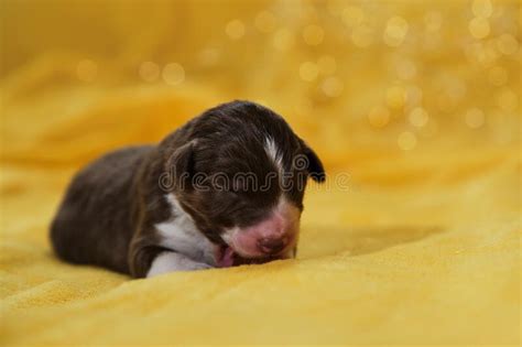 Newborn Australian Shepherd Puppy Is Lying On Warm Yellow Soft Blanket