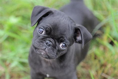 Baby Cute Black Pug Babyze