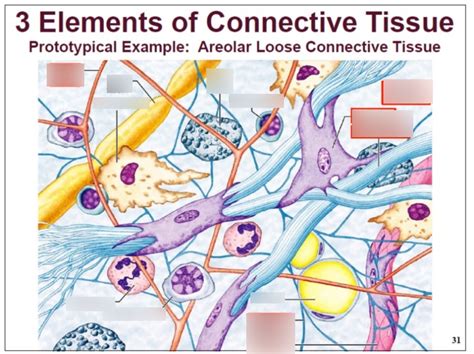 Ch4 3 Elements Of Connective Tissue Areolar Loose Connective Tissue