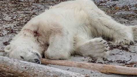Polar Bear Shot Dead Causing German Cruise Line To Cop Backlash