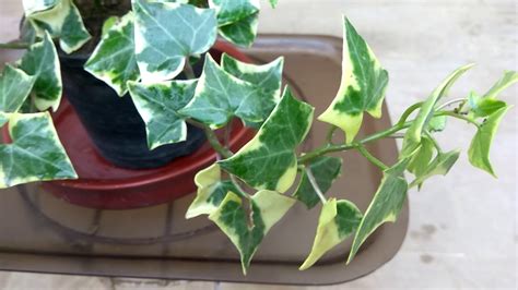 English Ivy Indoor Plant Youtube