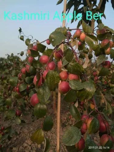 Full Sun Exposure Kashmiri Red Apple Ber Plant For Fruits Rs 65plant Id 23031714933