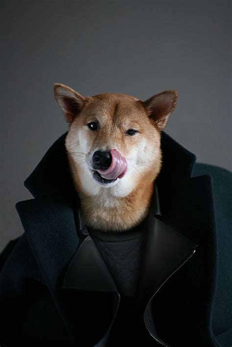 Bodhi The Shiba Inu Menswear Dog Mirror Online