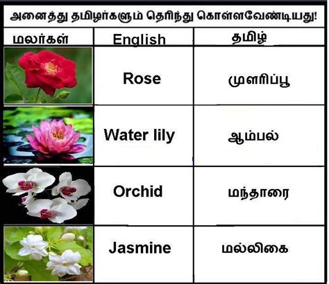 Pictures Of Flowers With Names In Tamil