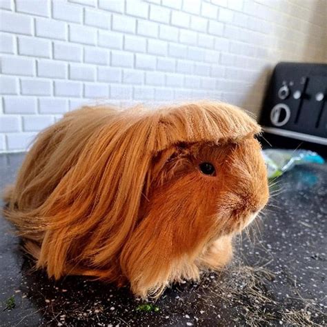 10 Funny Guinea Pig Haircut Photos That Will Teach You Much About Style