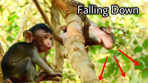 Omg Nobody Save This Baby Monkey After Losing Mom And Falling Down