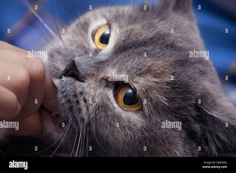 British Cat Lightly Biting Your Finger Man Stock Photo Alamy