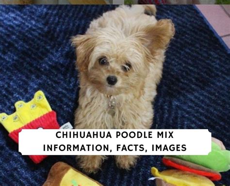 Chihuahua Poodle Mix Information Facts Images 2023 We Love Doodles