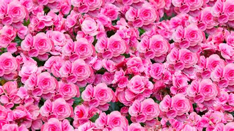Pink Roses Spring Background Flowers Hd Spring Wallpapers Hd