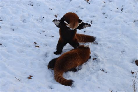 Red Pandas Love The Snow And Are Well Adapted To It