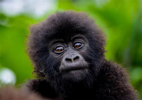 African Mountain Gorilla Population 2018 Increase In Number Of Wild