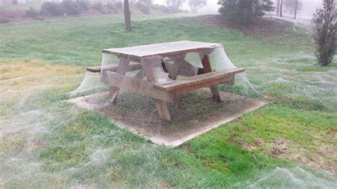 Spiderweb As Big As A Picnic Table Will Haunt Your Dreams Mashable
