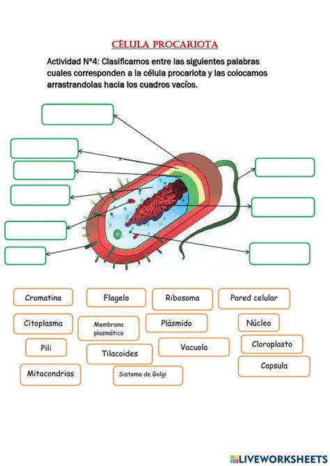 Compartir imagen dibujos de la célula eucariota y procariota Thptletrongtan edu vn