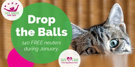 Why spay or neuter your cat? Free neutering for 140 cats in January at Safe Haven for ...
