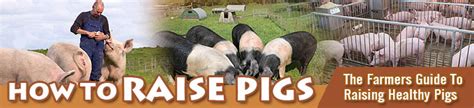 How To Raise Pigs Raising Swine For Profit How To Get Started In