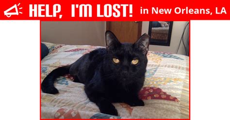 Make a lost pet flier with a picture and description of your pet. Lost Cat (New Orleans, Louisiana) - Storm Three Legged