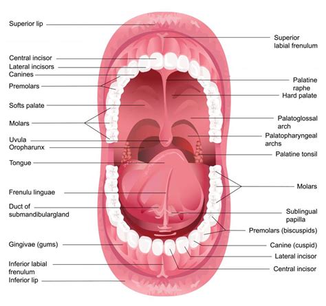 What Is The Oropharynx With Pictures