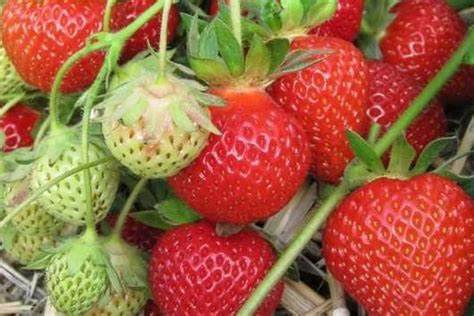 Диеты на клубники