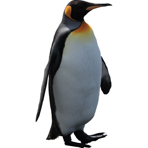 Clipart penguin king penguin, Clipart penguin king penguin Transparent FREE for download on ...