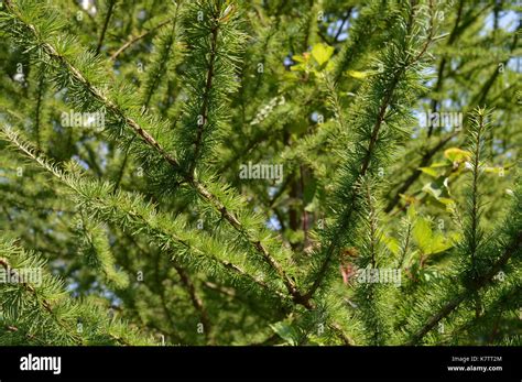 Evergreen Needles Background Stock Photo Alamy