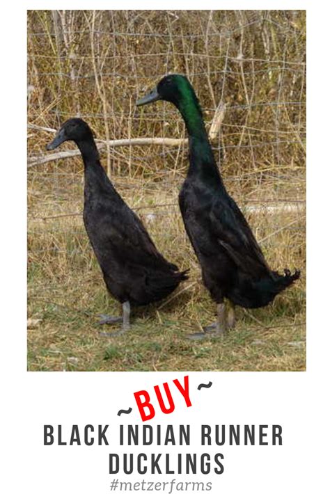 A good reason to start a homestead ducks for eggs farm is because they are easier than chickens. Indian Runners are the best weeder ducks and pest control ...