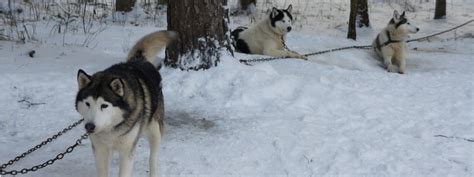 Amazing Experience With Husky Dog Sledding In Latvia Tourpointlv