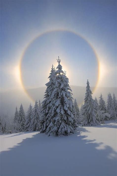 Halo And Snow Covered Pine Trees Fichtelberg Ore