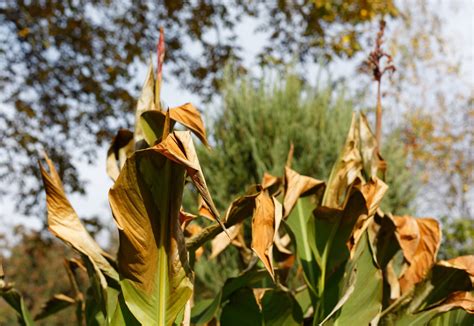 3 Options For Overwintering Canna Lilies Uk