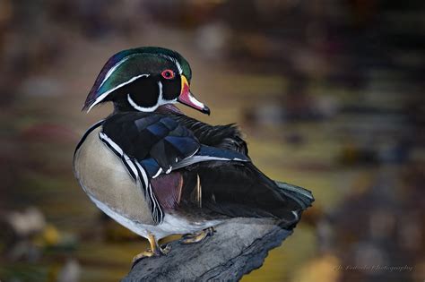 Wood Duck Facts Habitat Conservation Status Zoo Populations