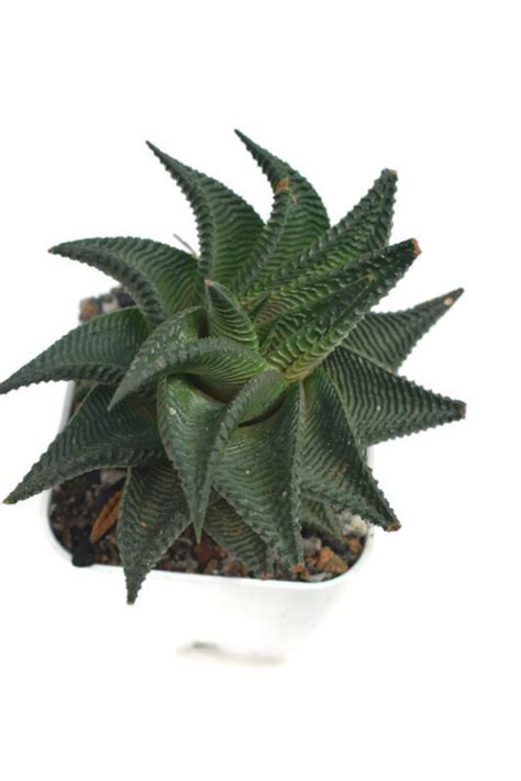 Buddha belly plant bonsai succulent caudex. Seedsnpots Top quality bulb seeds adeniums cactus succulent