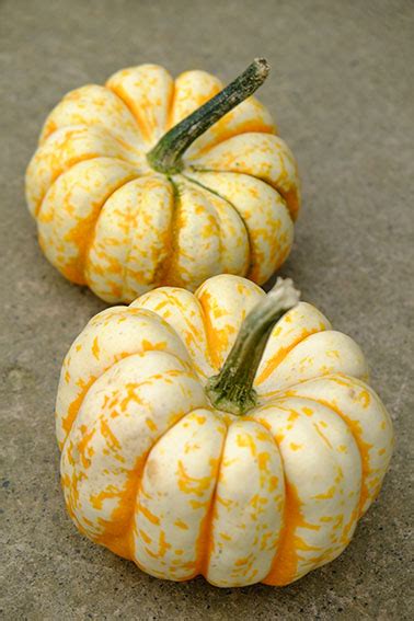 Buy Your Sweet Lightning Winter Squash Seed Here Sea Spring Seeds