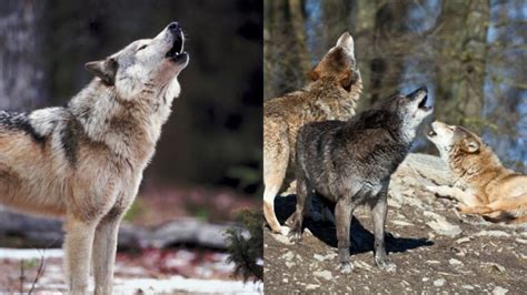 How Do Wolves Communicate With Each Other Online Field Guide