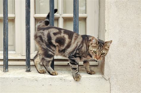87 French Cat Names With Parisian Flair Great Pet Care