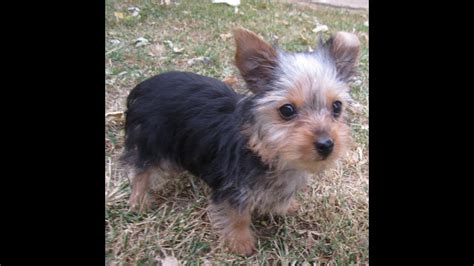 Teacup Boy Yorkie Puppy Ready To Go Youtube