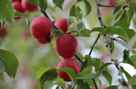 The only difference is the size. 21 Best Dwarf Trees For Containers