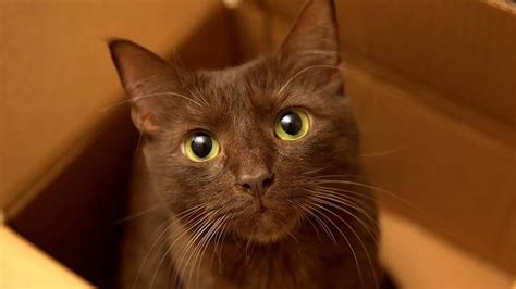 Search through our list of cat names by category to find the perfect name for your kitten. Havana Brown - Information, Characteristics, Facts, Names