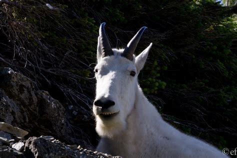 My Life In Pictures My Adventures With Mountain Goats