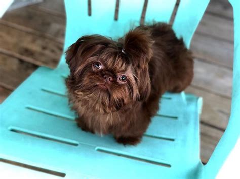 Shih Tzu Dog Breed Facts And Information