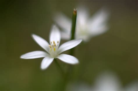 White Flower Five Petals Dan Iggers Flickr