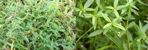 Pemanfaatan Rumput Mutiara - Salsabila-Ravina