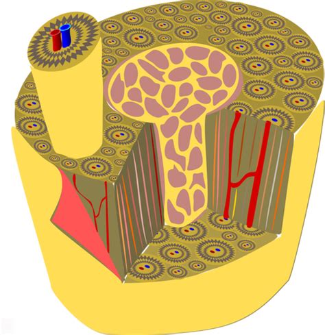 Microscopic Anatomy Of Human Bone Vector Graphics Public Domain Vectors
